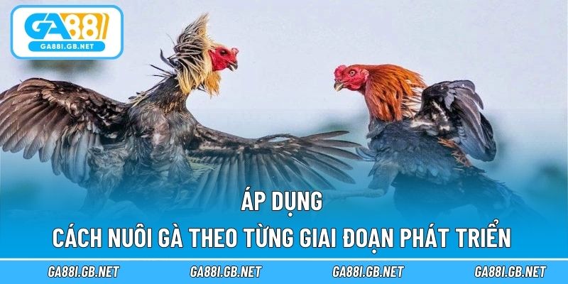 Áp dụng cách nuôi gà theo từng giai đoạn phát triển