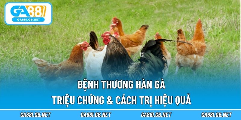 Bệnh thương hàn gà