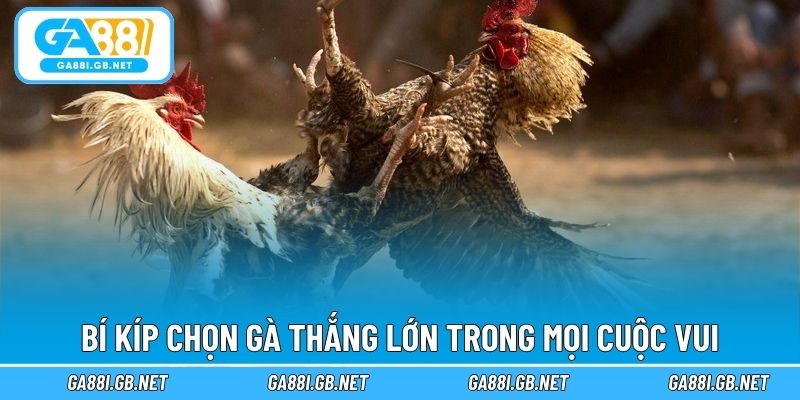 Bí kíp chọn gà thắng lớn trong mọi cuộc vui