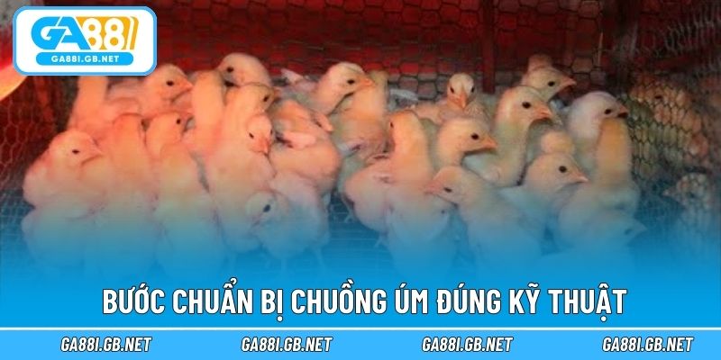 Bước chuẩn bị chuồng úm đúng kỹ thuật