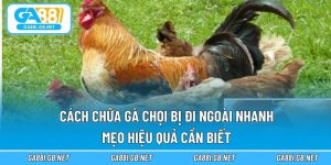 Cách chữa gà chọi bị đi ngoài nhanh
