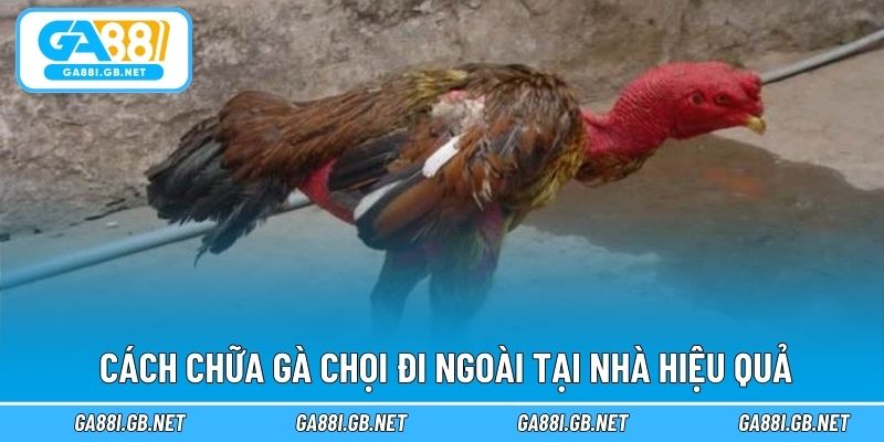 Cách chữa gà chọi đi ngoài tại nhà hiệu quả