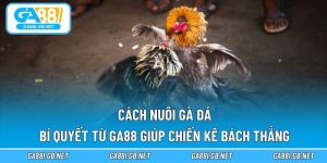 Cách nuôi gà đá