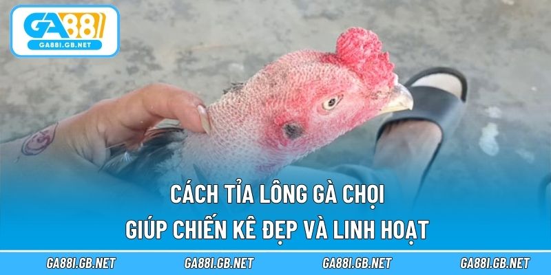 Cách tỉa lông gà chọi GA88
