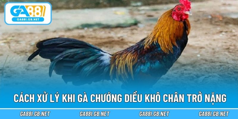 Cách xử lý khi gà chướng diều khô chân trở nặng