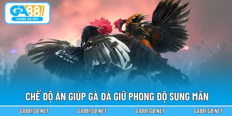 Chế độ ăn giúp gà đá giữ phong độ sung mãn