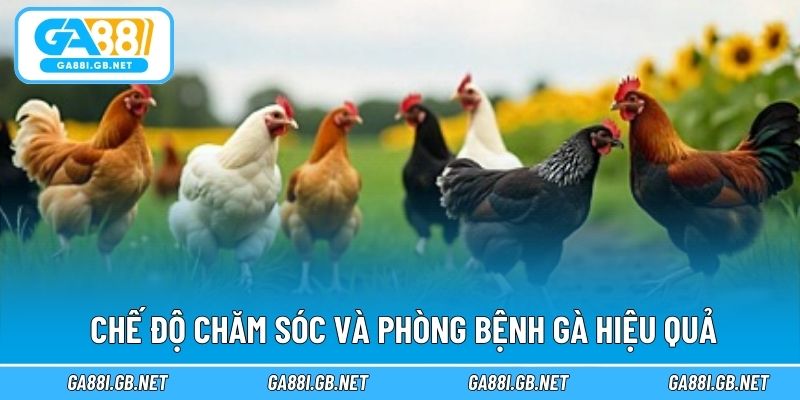 Chế độ chăm sóc và phòng bệnh gà hiệu quả