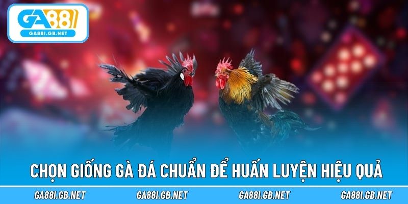 Chọn giống gà đá chuẩn để huấn luyện hiệu quả