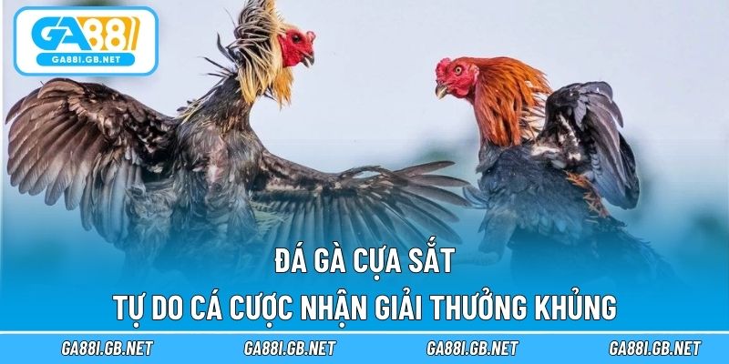 Đá gà cựa sắt