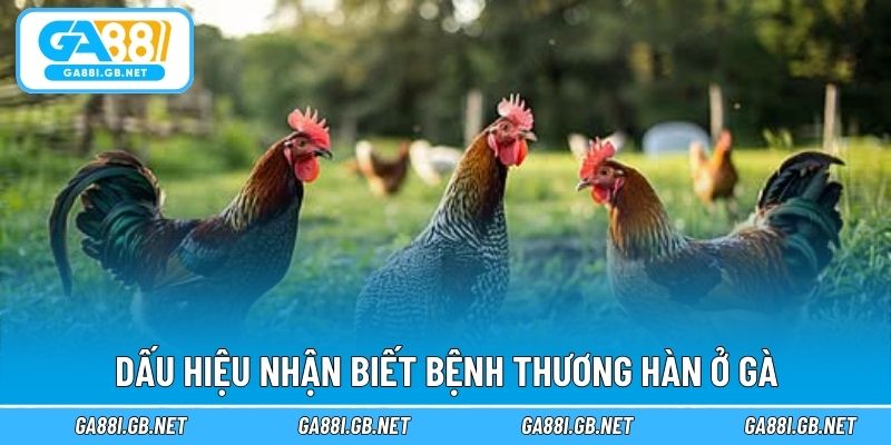 Dấu hiệu nhận biết bệnh thương hàn ở gà