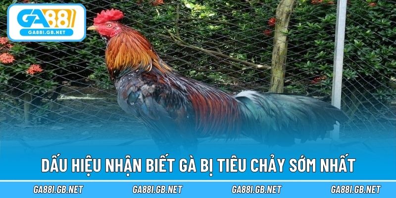 Dấu hiệu nhận biết gà bị tiêu chảy sớm nhất