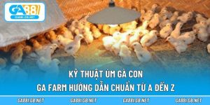 Kỹ thuật úm gà con