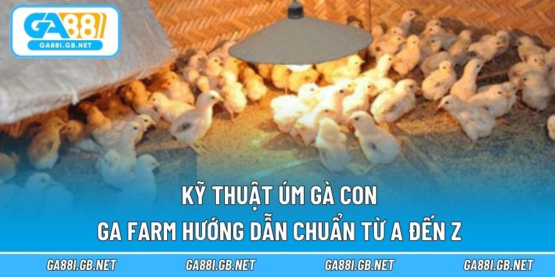 Kỹ thuật úm gà con