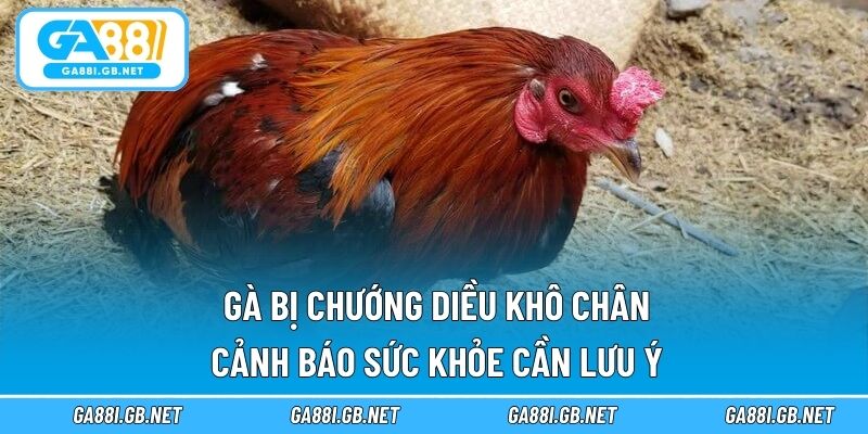 Gà bị chướng diều khô chân