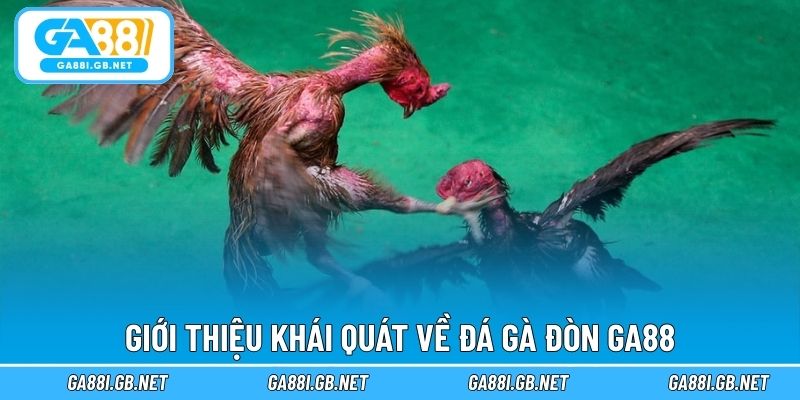 Giới thiệu khái quát về đá gà đòn GA88