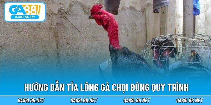 Hướng dẫn tỉa lông gà chọi đúng quy trình