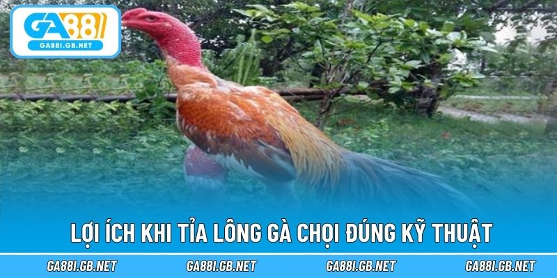 Lợi ích khi tỉa lông gà chọi đúng kỹ thuật