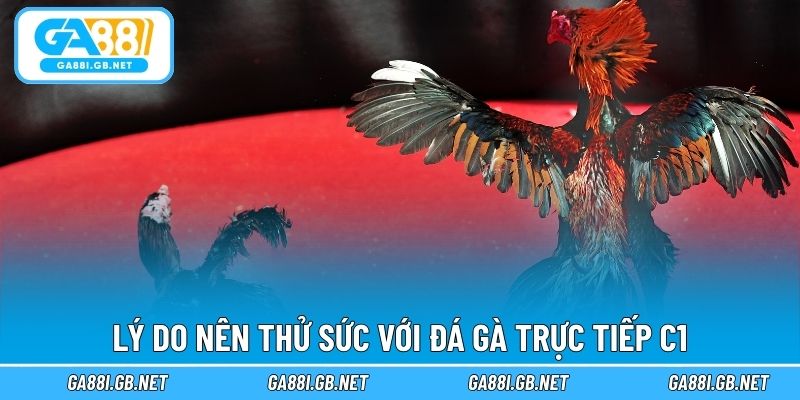 Lý do nên thử sức với đá gà trực tiếp C1