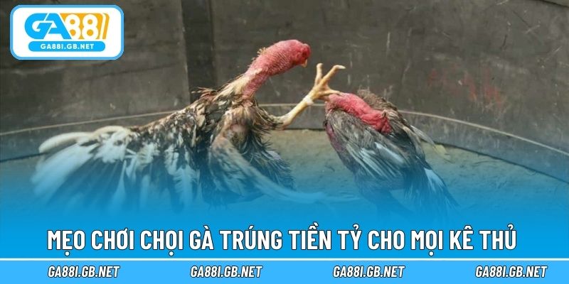 Mẹo chơi chọi gà trúng tiền tỷ cho mọi kê thủ
