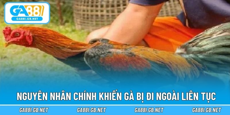 Nguyên nhân chính khiến gà bị đi ngoài liên tục