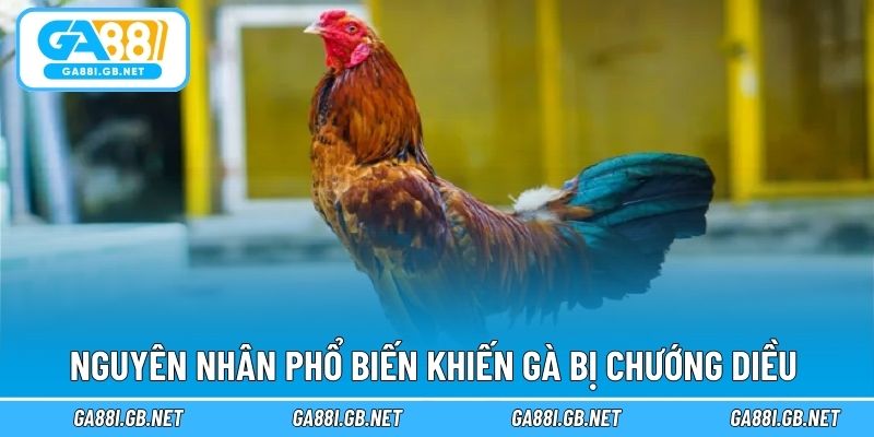Nguyên nhân phổ biến khiến gà bị chướng diều