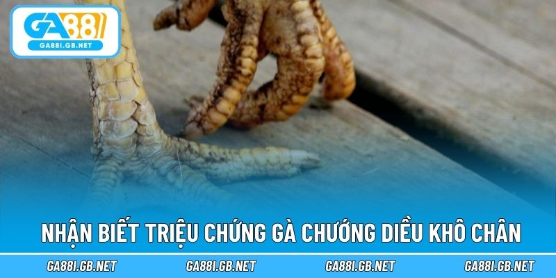 Nhận biết triệu chứng gà chướng diều khô chân