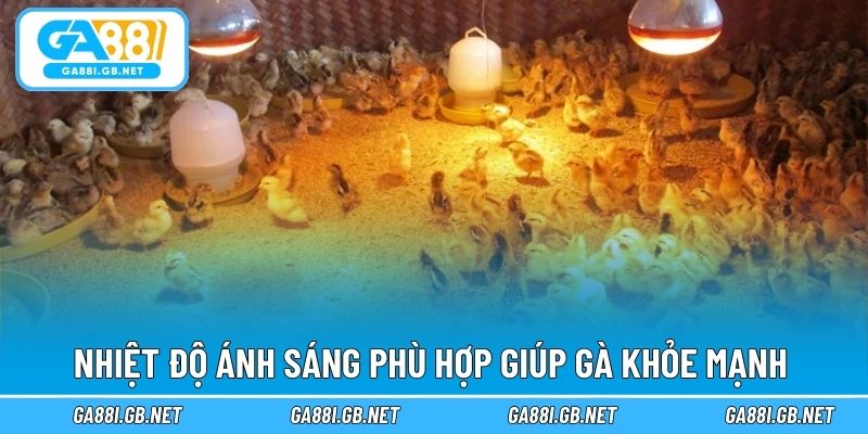 Nhiệt độ ánh sáng phù hợp giúp gà khỏe mạnh