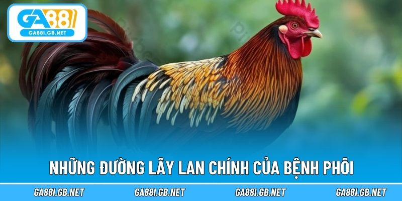 Những đường lây lan chính của bệnh phôi