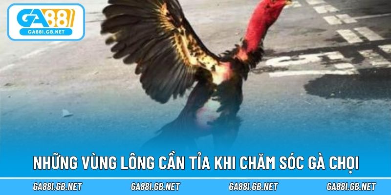 Những vùng lông cần tỉa khi chăm sóc gà chọi