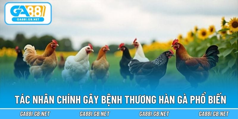 Tác nhân chính gây bệnh thương hàn gà phổ biến