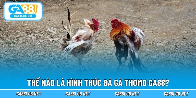 Thế nào là hình thức đá gà Thomo GA88?