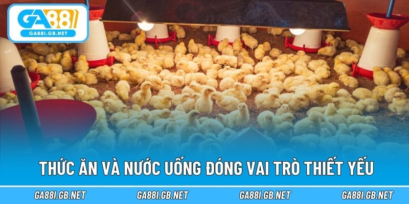 Thức ăn và nước uống đóng vai trò thiết yếu