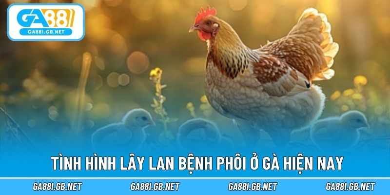 Tình hình lây lan bệnh phôi ở gà hiện nay