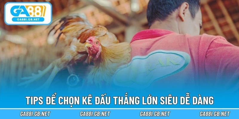 Tips để chọn kê đấu thắng lớn siêu dễ dàng