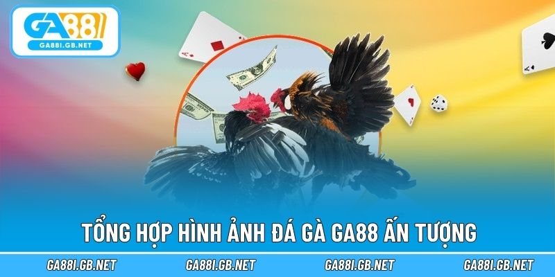 Tổng hợp hình ảnh đá gà GA88 ấn tượng